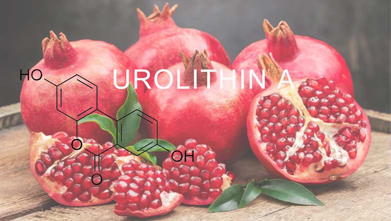 Urolithin A powder-1 Urolithin A powder-1