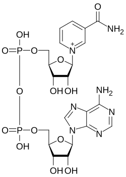 Nicotinamide Adenine Dinukleotide CAS 53-84-9